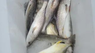 Flagler Beach Pier Fishing. Windy But Non Stop Action