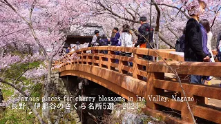 The 5 famous places for cherry blossoms in Ina Valley, Nagano. Takato was still amazing!