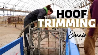Three Days of Hoof Trimming Sheep (HOW WE TRIM SHEEP HOOVES): Vlog 176