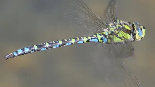Dragonfly - Spectacular Mid-air Captures - English Subtitles