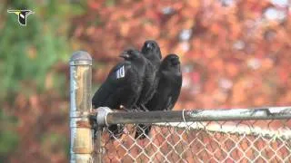 Caw vs. Croak: Inside the Calls of Crows and Ravens