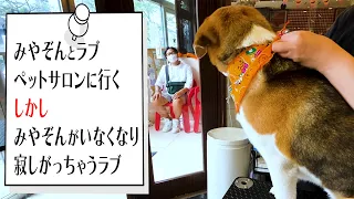 【愛犬のシャンプー】みやぞん、ビーグル犬のラブとペットサロンに行くのですが…