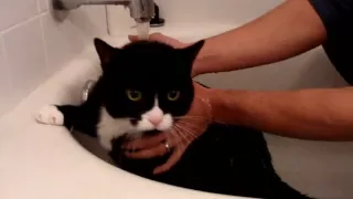 Felix Tuxedo Cat Whines and Meows while Sad in Bath!