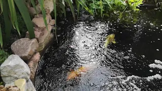 kleiner Koiteich , Koi Pond , Teich , Koi , Gartenteich