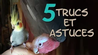 TUTO - 5 trucs et astuces facile pour perroquets