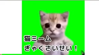 猫ミーム逆再生