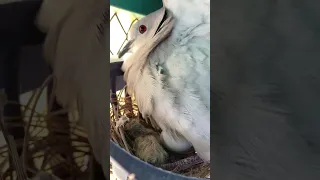 Eurasian Collared Dove with her new hatchling 🐣 #eurasian #dove #hatching #foryou #viral #birds