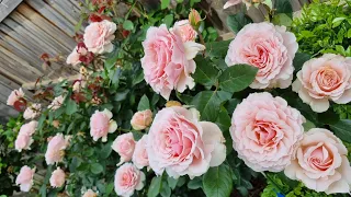 Shirley's rose  （2022 November 12 ）Hybrid Tea.