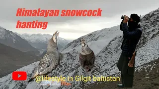hanting Himalayan snowcock 🦤at mountain top #lifeinmountains #valley #hanting
