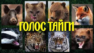 Так звучит тайга🐻 Голоса диких животных в таежном лесу