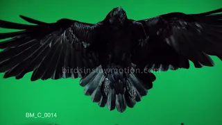 Crow flies to camera greenscreen - birdsinslowmotion.com