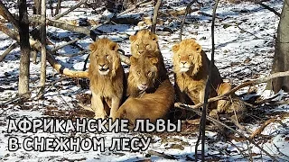 АФРИКАНСКИЕ ЛЬВЫ В СНЕЖНОМ ЛЕСУ