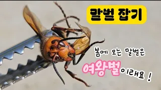 말벌잡기