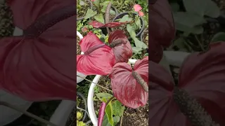 anthurium red maroon flower hybrid plant #anthurium #anthuriumflowers