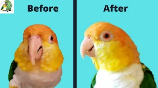 Parrot Beak Care On Overgrown Beaks