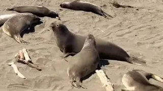 California: Elephant Seal Vista Point