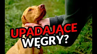 Upadek kolejnej rasy czy zła passa? - wyżeł węgierski