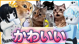 超人気！バズってる『猫ミーム』をひたすら集めたいロブロックス🐈【ROBLOX/meme/ミーム/猫マニ/ネコ/ポムニ/グリマス】