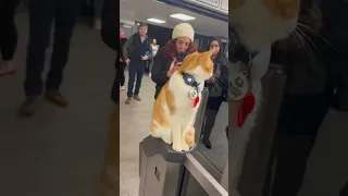 Cat Greets Commuters at Train Station