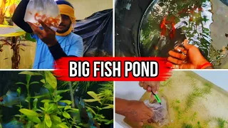 Diy Pond | तूफ़ान ने किया बरबाद | Simple DIY mini pond anyone can build | Big Fish Pond