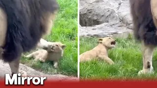 Lion cub stands up to father picking on him