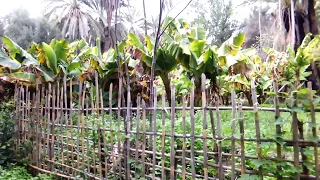 Food Forest in Paradise Valley, Morocco.