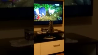 cat watching The Wild Life movie.