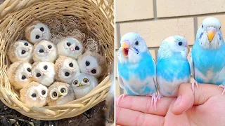 Baby Animals 🔴 Funny Parrots and Cute Birds Compilation (2021) Loros Adorables Recopilación #52