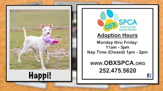 Pet of the Week - Happi (April 3, 2023)