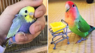 Baby Animals 🔴 Funny Parrots and Cute Birds Compilation (2022) Loros Adorables Recopilación #55