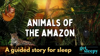 Animals of the Amazon | Calming story to relax and sleep