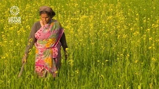 Climate Smart Rice Production