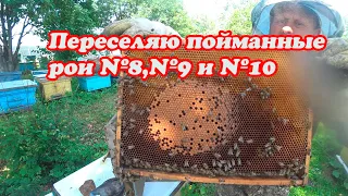 ПОЙМАЛ В ЛОВУШКУ БЕШЕННЫХ ПЧЁЛ, ПЕРЕСАЖИВАЮ В УЛЬИ РОИ №8, №9 И № 10