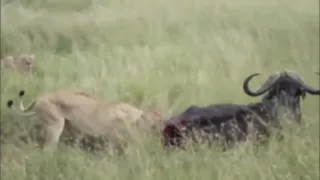 Amazing Wild Animal Attacks | Craziest Animal Fights Caught On Camera