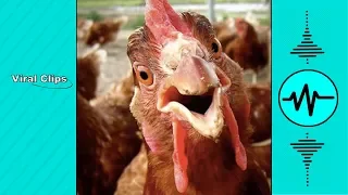 TRY NOT TO LAUGH - Funny CHICKEN VIDEOS | Funny Videos January 2019