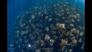 Diving with giant schools of Mobula Rays in Baja California Sur, Mexico