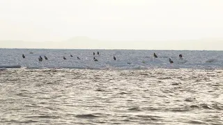 道東ネイチャーの旅7 流氷クルーズ　オオワシ・オジロワシ