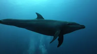 Socorro Giant Manta, dolphins & sharks