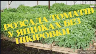 Розсада томатів у ящиках без пікіровки