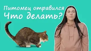 Что делать если питомец отравился?