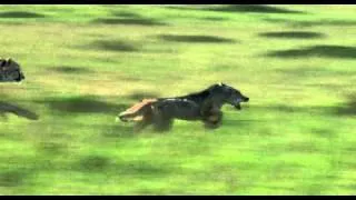 African Cats: Chasing A Dog - Clip