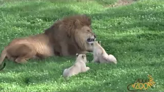 Cute Lion Cubs Playing With Dad at Mogo Zoo