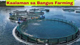 Kaalaman sa Bangus Farming - 120,000 Heads in 20 Meter Diameter