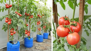 Big fruit - many fruits - Growing tomatoes on the terrace