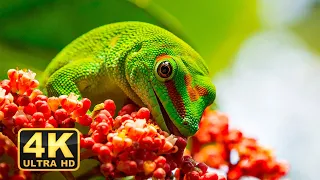 Animals Reptile 4K : Relaxation Film With Relaxing Music +4K  Animals | 4K ULTRA HD