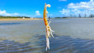 Simple bait, deadly results! Stealth fishing shallow water (catch & clean)