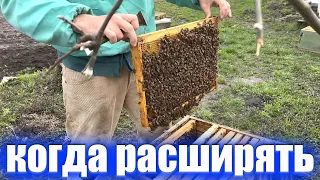 Когда расширять пчел после поджатия весной