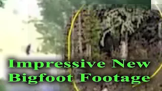 Impressive New Bigfoot footage.  2 Sasquatch vids