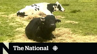 #TheMoment two bovine best friends went up for adoption together