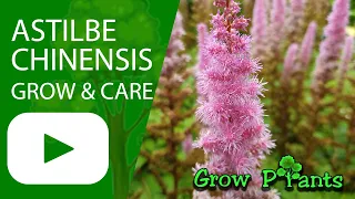 Astilbe chinensis - grow & care (False goat’s beard)